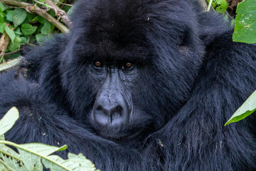When Is the Best Time to Visit East Africa? Adult gorilla seen at Bwindi Impenetrable Forest Uganda