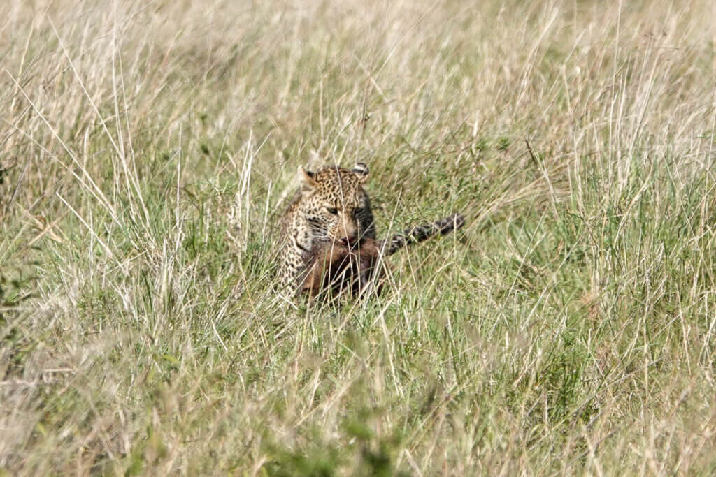 When Is the Best Time to Visit East Africa? Leopards can be spot easier during dry season so that is making it the best time to visit East Africa for leopard views