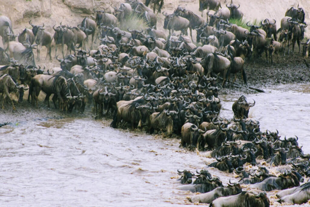 When Is the Best Time to Visit East Africa? Wildebeasts and zebras crossing the Mara river during the great migration in Masai Mara