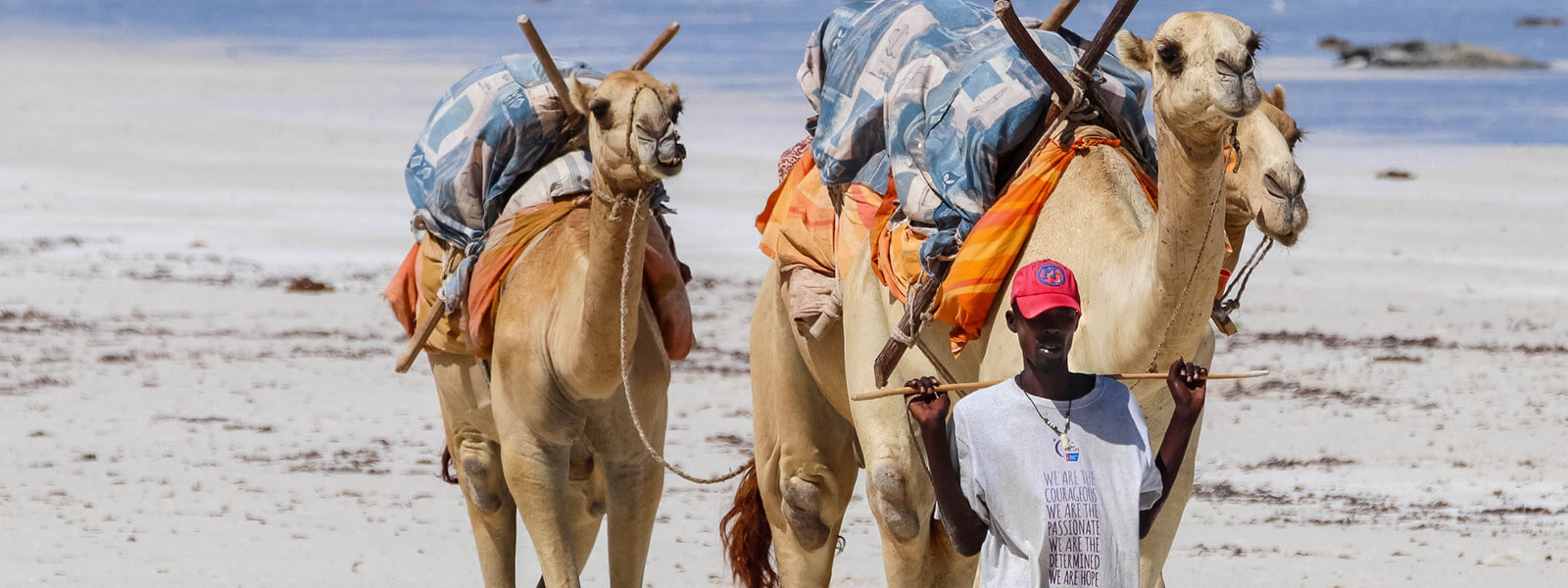 East Africa Tours A tourist guide is walking with his camels as seen during an East African Tour with Ebonjalo Tours on the beach of Diani Beach in Kenya