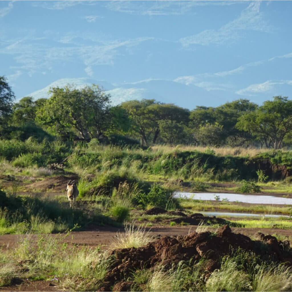 Uganda and Kenya Safari Destinations An African Eland was found walking towards a waterhole at Pian Upe Wildlife Reserve in Uganda during a safari with Ebonjalo Tours