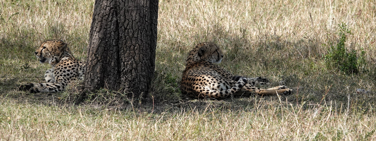 East Africa Tours Two cheetahs relaxing under a tree in Masai Mara National Reserve Kenya