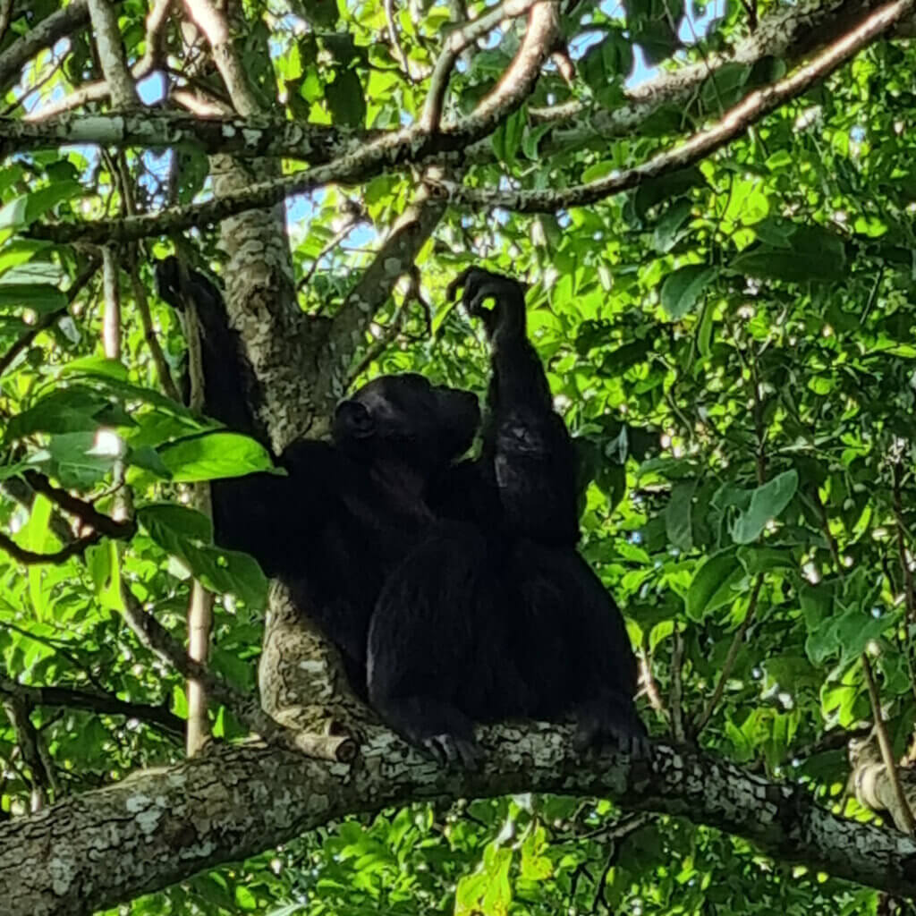 A chimpanzee was spotted during a trekking in Budongo Forest Uganda with Ebonjalo Tours