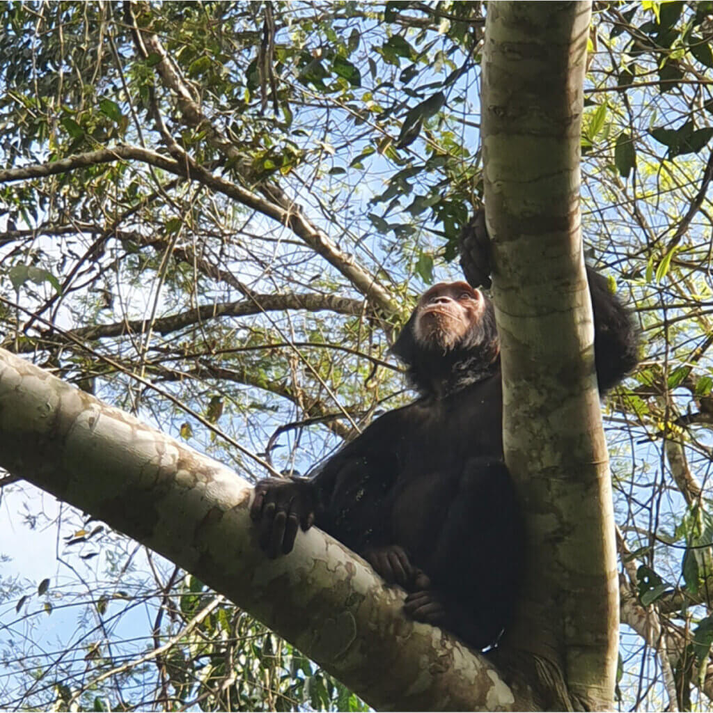 Uganda and Kenya Safari Destinations A Chimpanzee sitting on a branch at Budongo Forest Uganda and was spotted during a Chimpanzee trekking