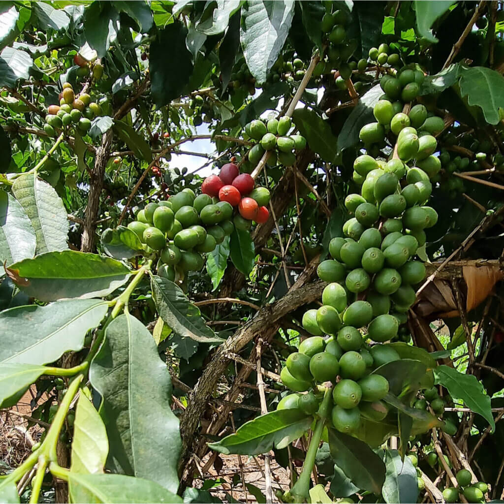 Coffee beans on a coffee tree at a farm in Mbale Uganda