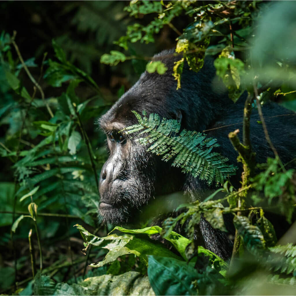 Uganda and Kenya Safari Destinations A rare mountain gorilla is peaking through the bushes at Bwindi Impenetrable Forest Uganda