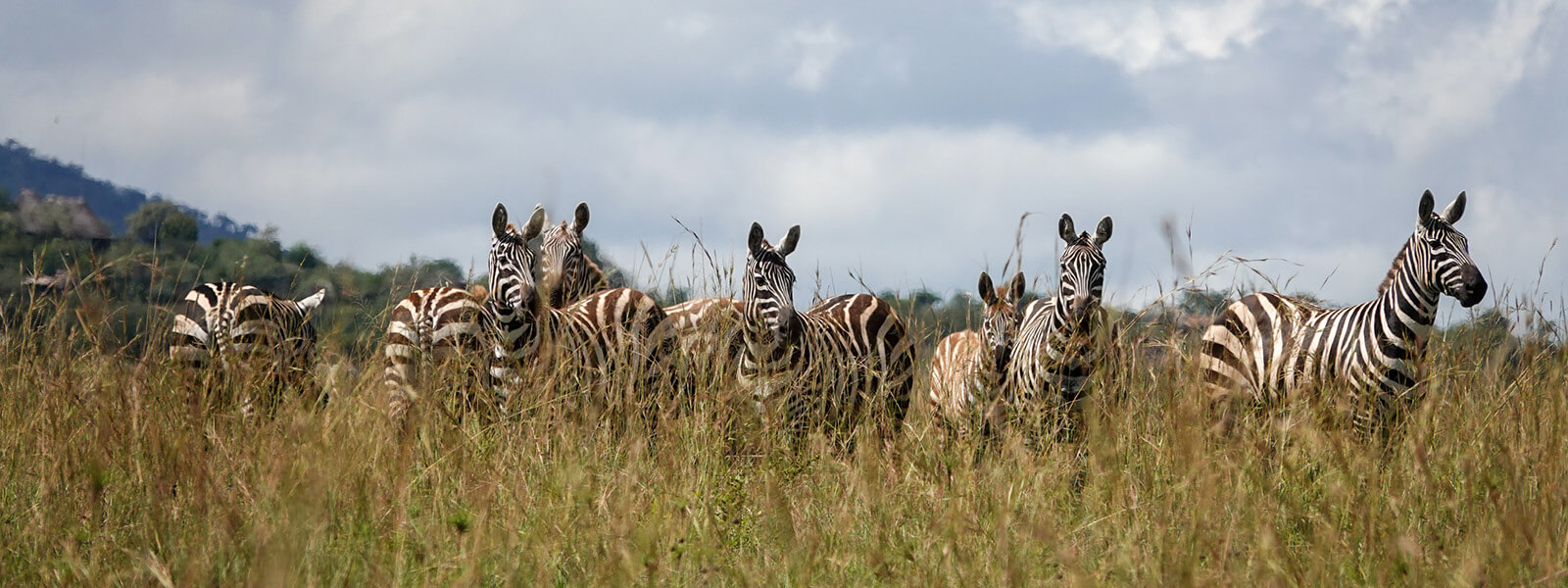 East Africa Tours A group of zebras was seen on a Safari in Uganda with Ebonjalo Tours at Kidepo Valley National Park