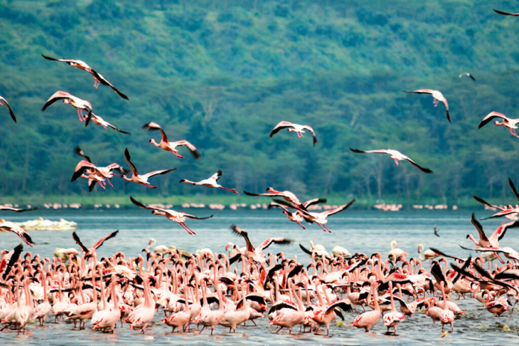 East Africa Travel Stories There are many flamingos to be found at Lake Nakuru whilst on Safari in Kenya