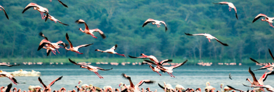 There are many flamingos to be found at Lake Nakuru whilst on Safari in Kenya