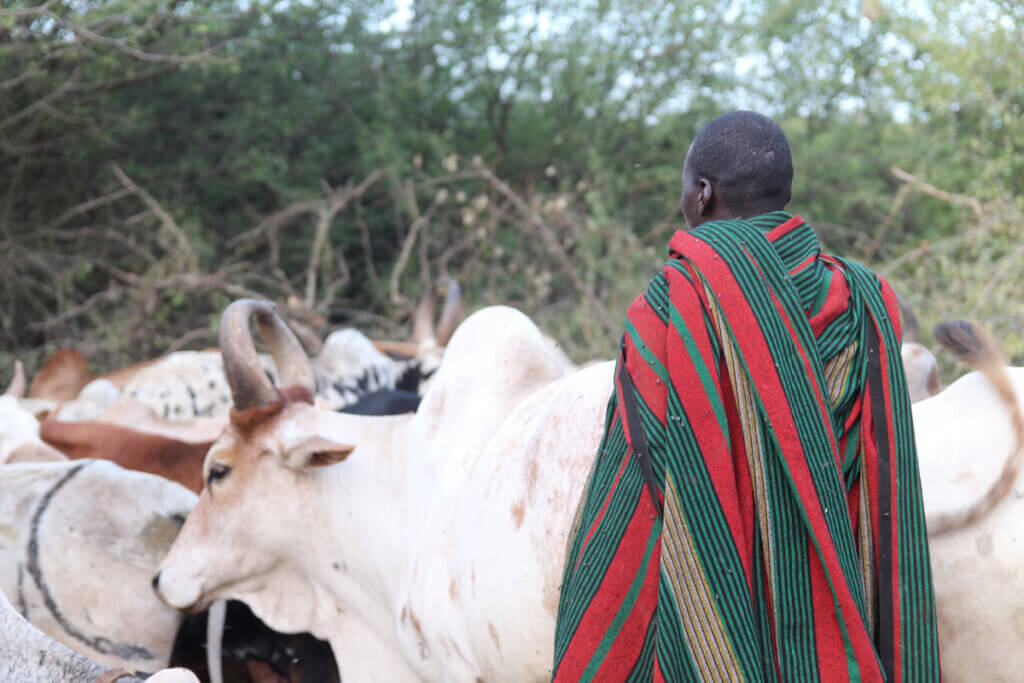 Karamoja Uganda: History, People and Culture of the Warrior Nomads Karamajong man with his cattle as seen during a Uganda Safari Tour in Karamoja Uganda
