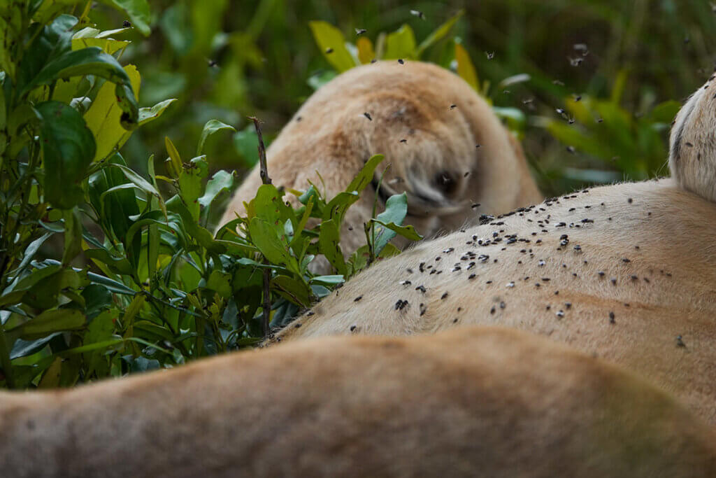 East Africa Travel Stories A lion covered with flies is relaxing in the bushes at Masai Mara in Kenya