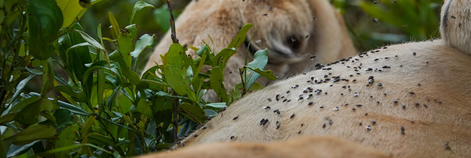 A lion covered with flies is relaxing in the bushes at Masai Mara in Kenya