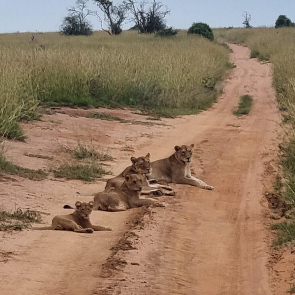 Lions blocking the road whilst on a east northern Uganda safari in Murchison Falls National Park with Ebonjalo Tours