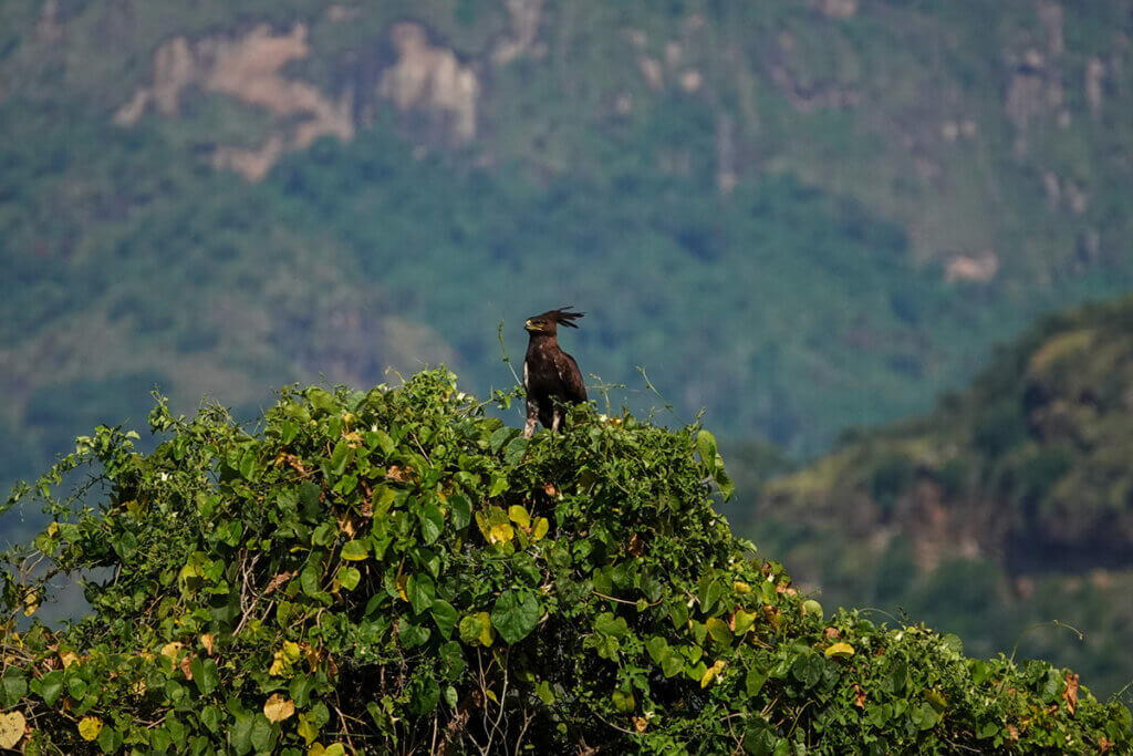 East Africa Travel Stories A long crested eagle in the treetops at Pian Upe Wildlife reserve whilst on Safari in Uganda