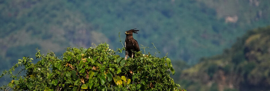 A long crested eagle in the treetops at Pian Upe Wildlife reserve whilst on Safari in Uganda