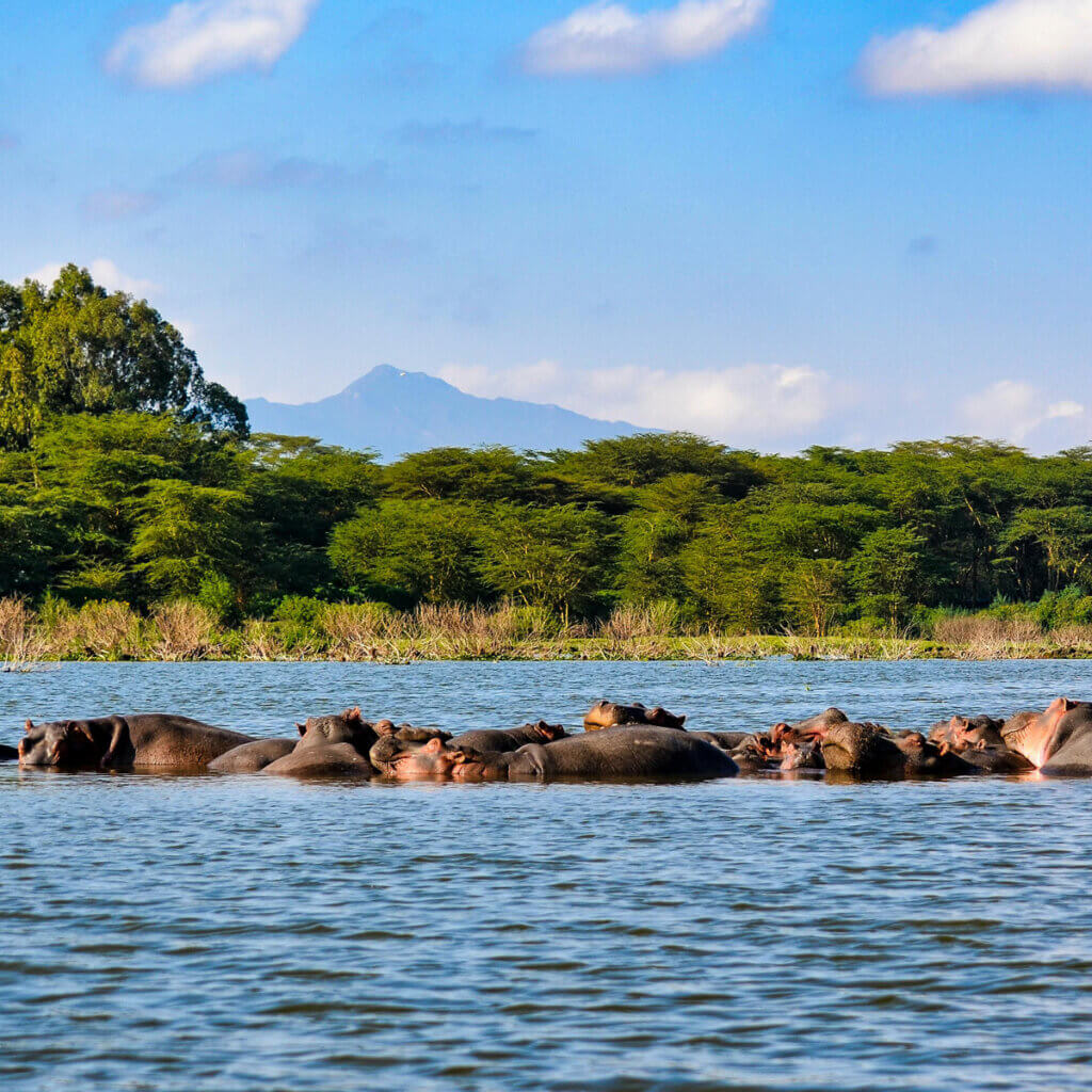 12 Day Kenya and Uganda Safari: Masai Mara & Karamoja Lots of hippos were spotted during the Kenya and Uganda Safari tour with Ebonjalo at Lake Nakuru National Park