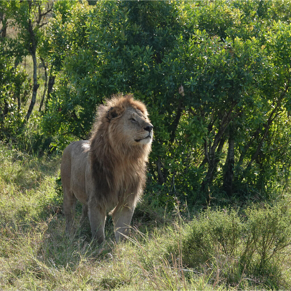 East Africa Safari Gallery A male lion in Masai Mara National Reserve was seen during a Kenya Safari Tour with Ebonjalo