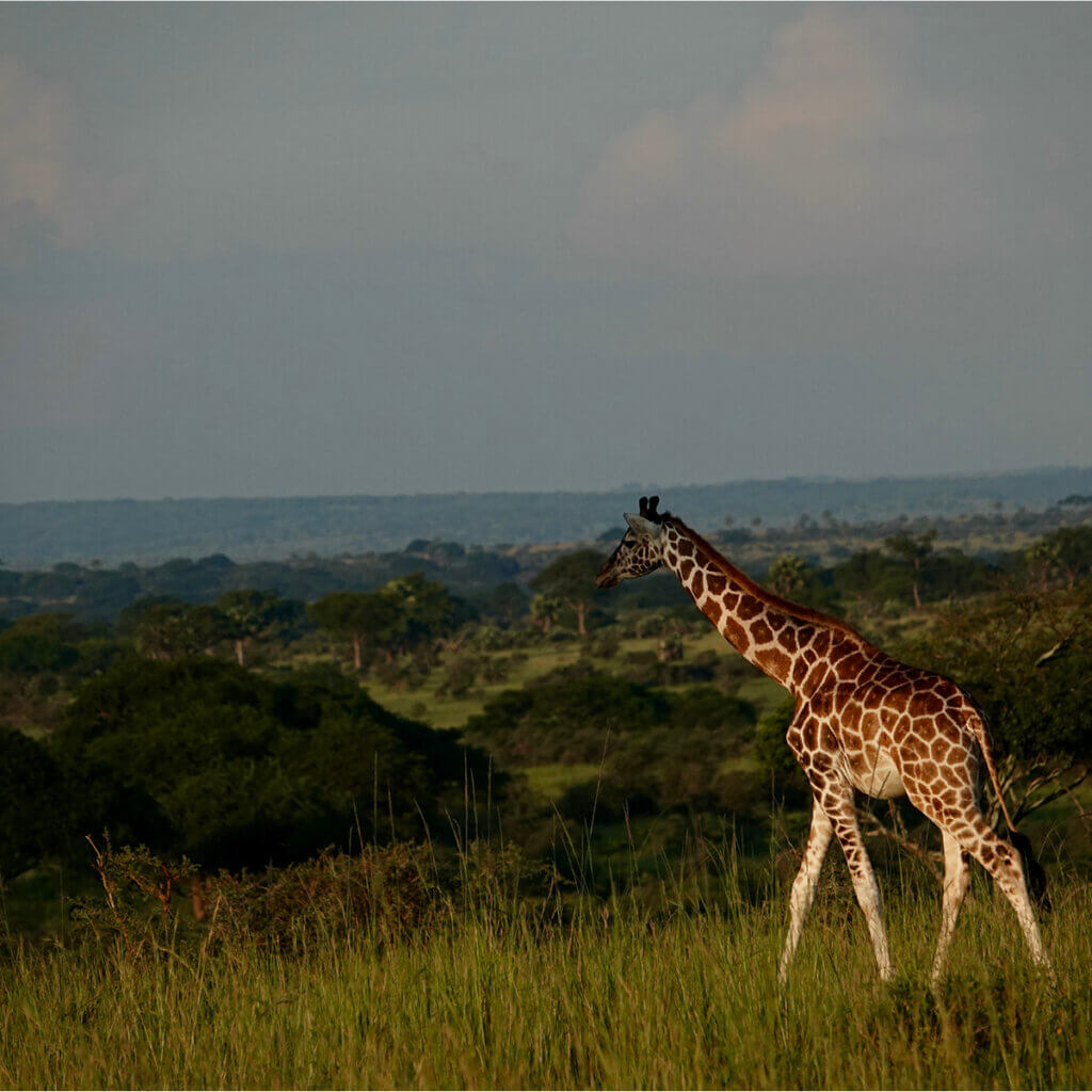 A Nubian Giraffe against the background of the hills that form the skyline of Murchison Falls National Park Uganda