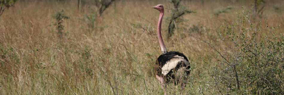 This Ostrich was spotted in Pian Upe Wildlife Reserve Uganda during a Uganda Safari with Ebonjalo Tours