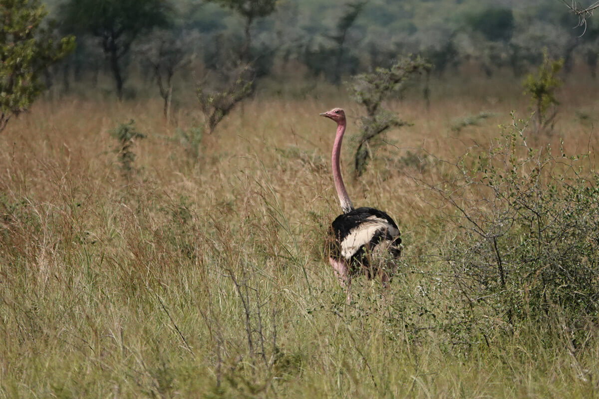 Ebonjalo Tours – East Africa Safari Tours This Ostrich was spotted in Pian Upe Wildlife Reserve Uganda during a Uganda Safari with Ebonjalo Tours