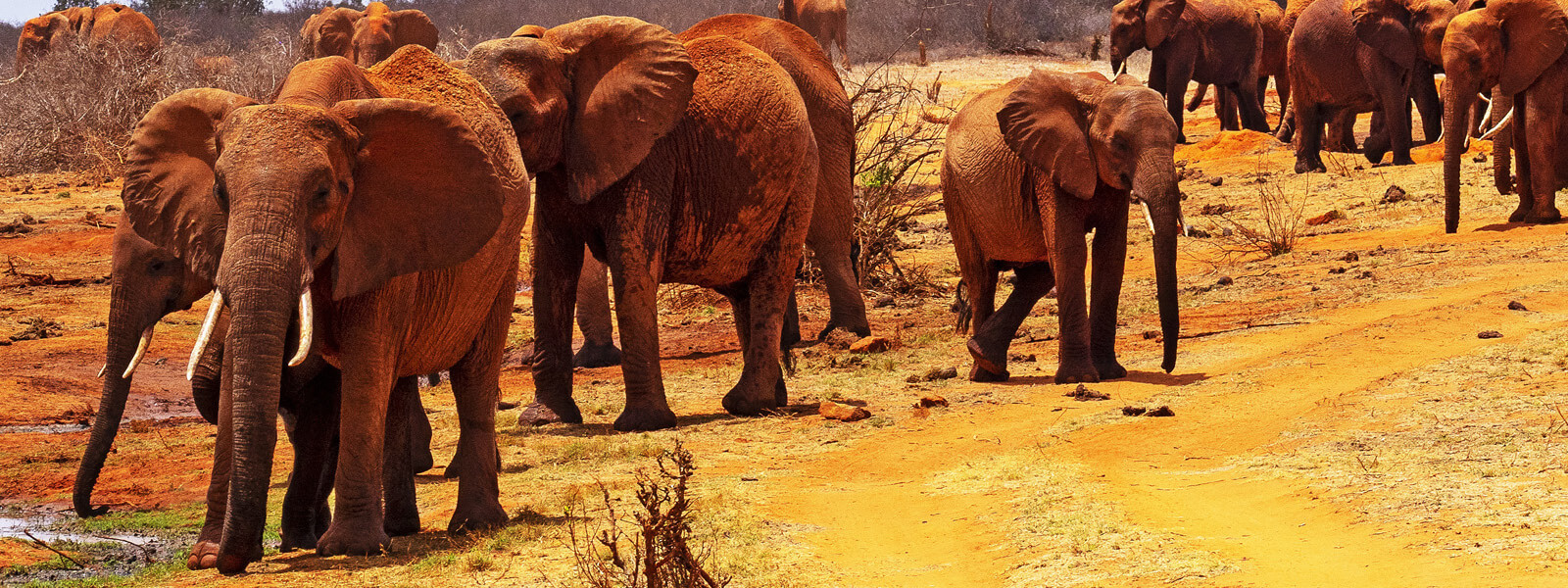 East Africa Tours Tsavo East in Kenya is famous for its red dusty elephants