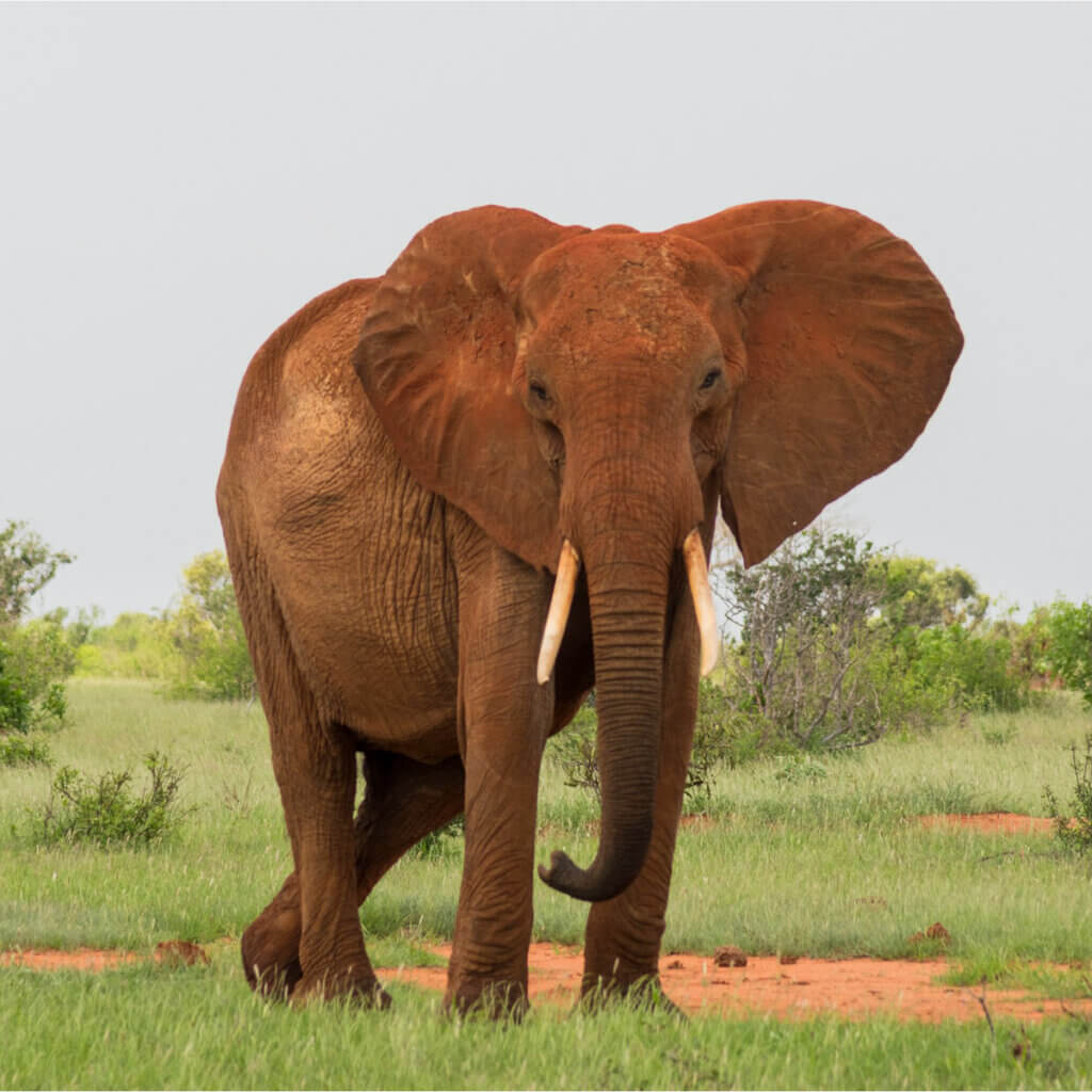 Uganda and Kenya Safari Destinations This red dusted elephant was spotted at Tsavo East National Park in Kenya while on safari with Ebonjalo Tours