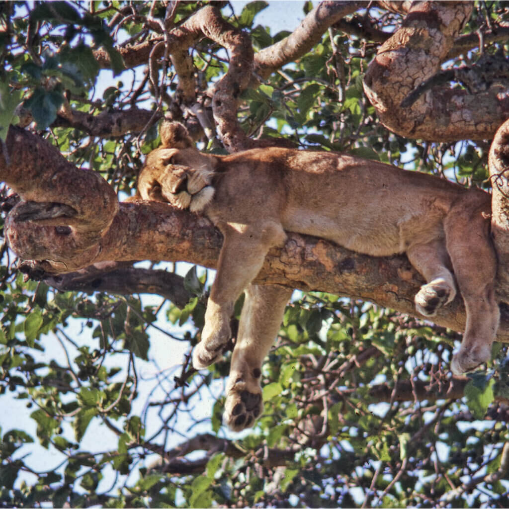 Uganda and Kenya Safari Destinations The Ishasha sector in Queen Elizabeth National Park Uganda is famous for its tree climbing lions