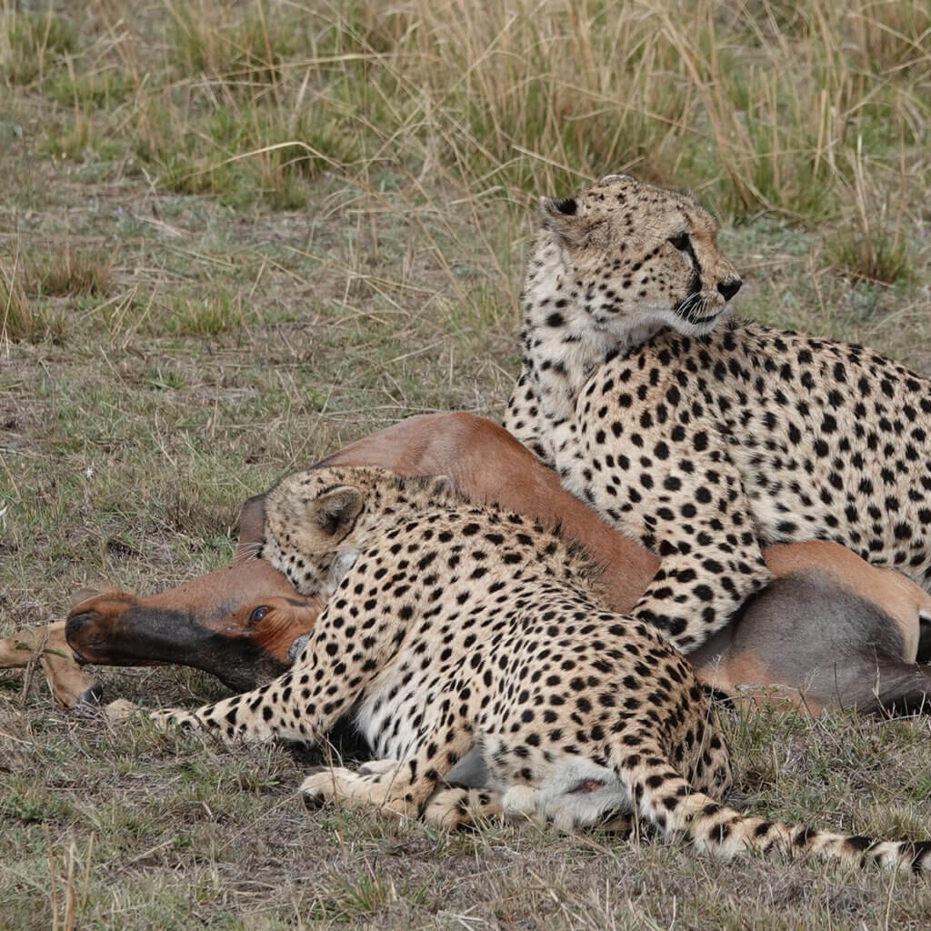 East Africa Safari Gallery Two cheetahs holding their prey were seen in Masai Mara National Reserve during a safari in Kenya with Ebonjalo