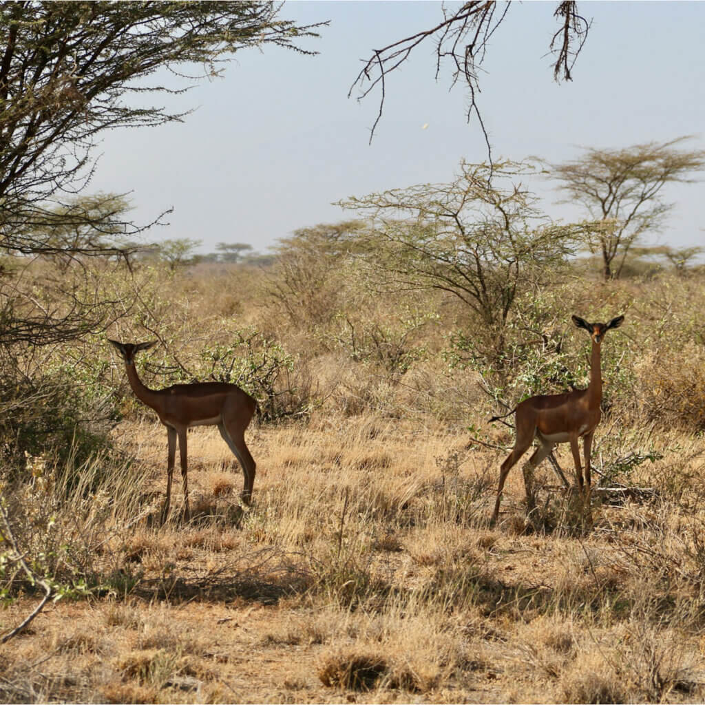 Uganda and Kenya Safari Destinations The Gerenuk Antelope is one of Samburu's special 5 which can almost only be found here at Samburu Wildlife Reserve making it a very good destination for safaris in Kenya