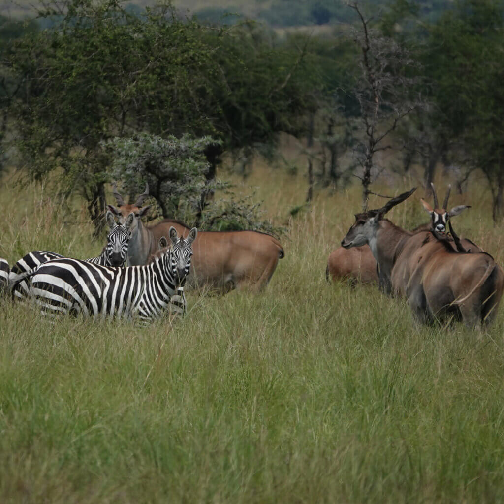 Zebras, african eland and Roan Antelopes were seen on a Uganda Safari with Ebonjalo Tours